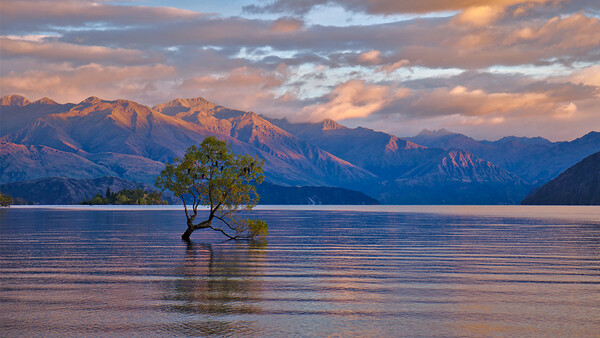 One of the World's Most Photographed and Beautiful Trees Vandalized, Branches Cut