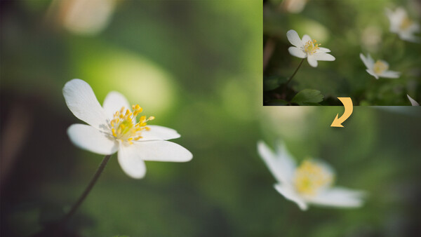 Six Editing Tips for Cleaner Nature Photos