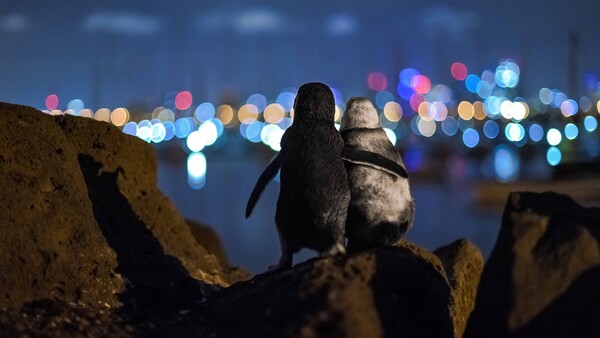 Photographer Catches Penguins Comforting Each Other as They Admire Skyline View
