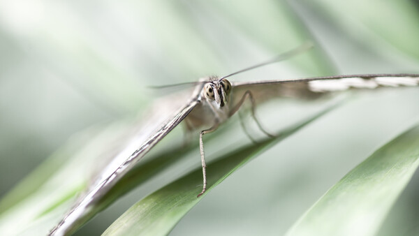 Making the Most of Your Garden During Isolation: How to Guarantee You Get Macro Shots
