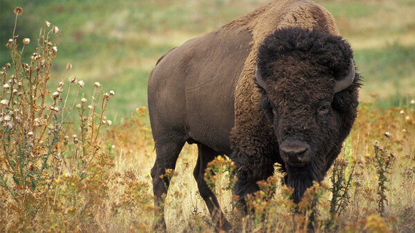 Elderly Woman Severely Injured After Being Gored by Bison She Was Taking Pictures of in Yellowstone National Park