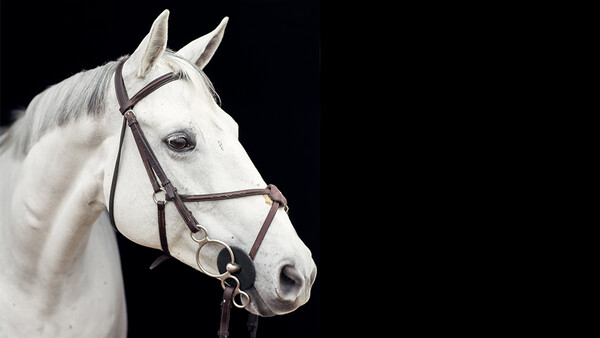 10 Tips for Better Photos With Horses
