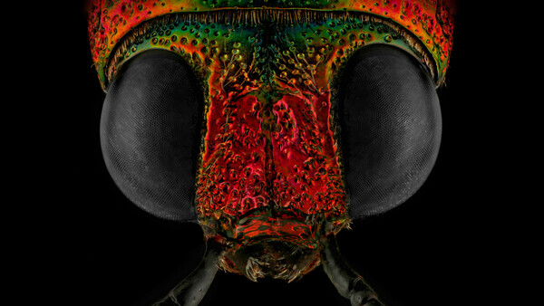 Fstoppers Interviews a Renowned Insect Photographer With a Phobia of Insects