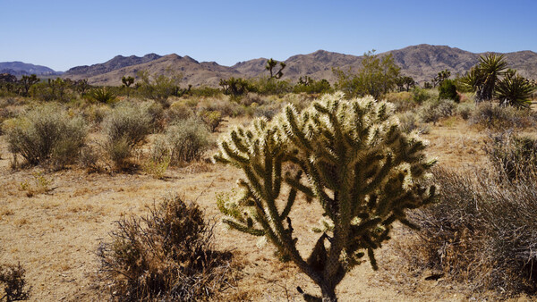 Wandering in the Desert With the Fujifilm GFX 100