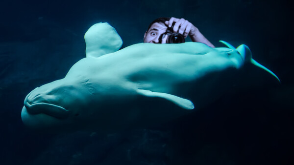 What Shot Is Your Photography White Whale?