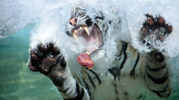 The Best Images from GuruShots "World of Water" Challenge