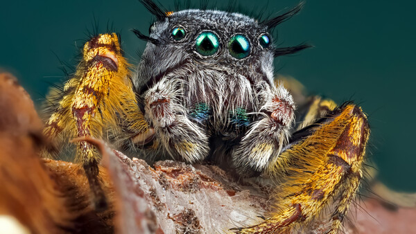 Fstoppers Interviews Macro Photographer Andres Moline