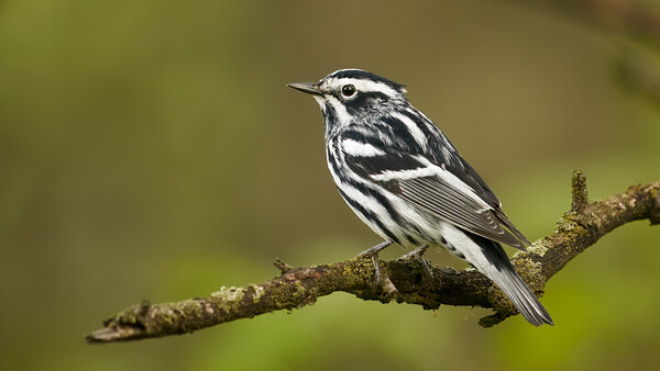 The New Frontier of Wildlife Photography