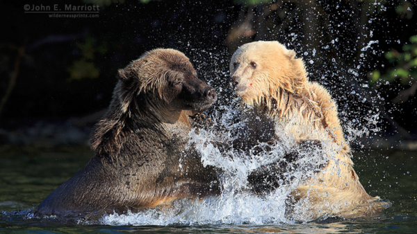 Insights Into Canon’s Mirrorless, Conservation, and the Business of Wildlife Photography With John Marriott