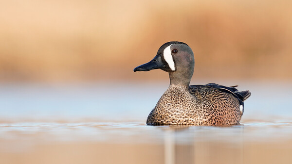 Background Basics for Wildlife Photography
