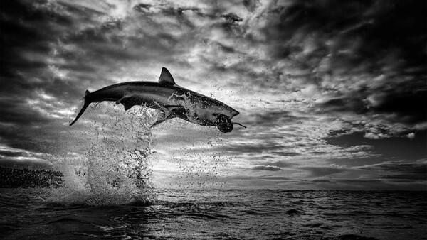 A Wildlife Photographer Captured the Moment a Great White Shark Shot 12 Feet in the Air