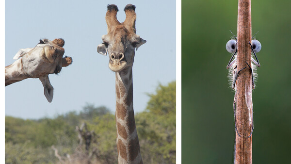 Comedy Wildlife Photography Awards 2020 Finalists Announced: These Are Hilarious!
