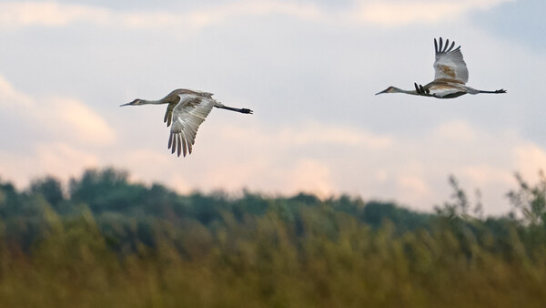 Tips for Filming Wildlife With Sony Alpha Cameras