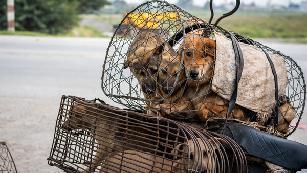Photojournalist's Work Shines a Light on the Suffering and Abuse of Animals Around the World
