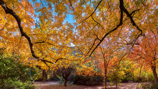 How to Get the Best Fall Colors in Your Phone Photos