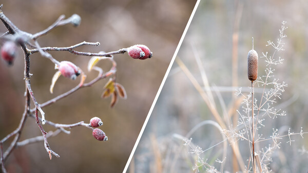 A Beginner's Guide to Capturing Winter Nature Photos