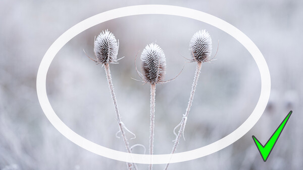 More Tips for Capturing Great Wintry Nature Photos