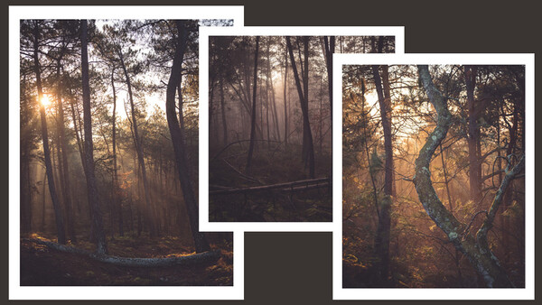 12 Ways To Turn Boring Woodlands Into Magical Photographs