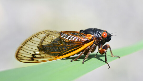 Photographers Should Put This on Their Calendar Right Now: The Brood X Cicada Storm in Eastern U.S.
