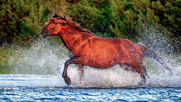 5 Tips for Better Wildlife Photographs