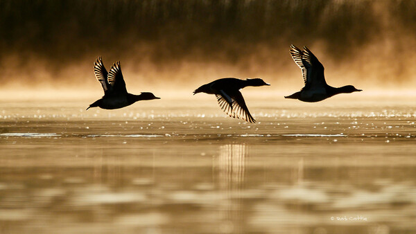 How Technology Is Revolutionizing Wildlife Photography