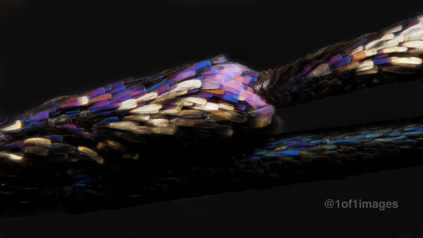 Extreme Macro: Pushing Photographic Equipment Beyond Normal Restraints