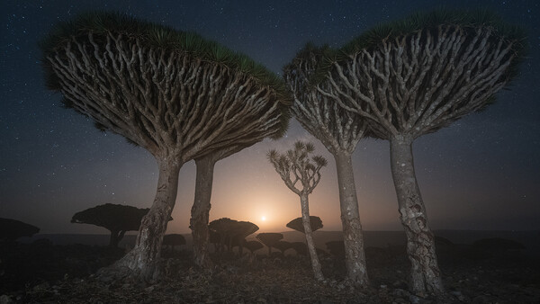 The Top Five Photography Spots in Socotra: This Place Is Beautiful