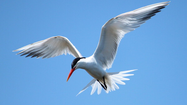 A Drone Crash on Protected Wetland Left 1,500 Eggs Abandoned