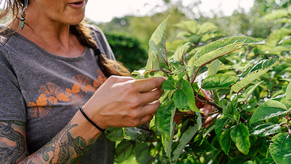 Woman with tattooed arm examining green plant leaves in a garden setting.
