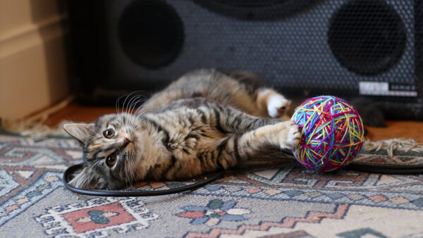Why You Shouldn't Photograph Kittens: Another Creative Excercise in Finding Your Style