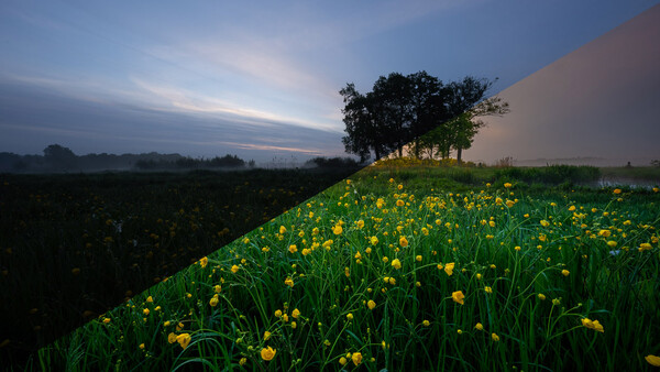 Rolling hillside dotted with yellow dandelions at dusk, with tree silhouettes and dramatic sky.