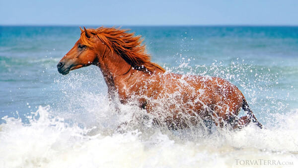 Chestnut horse running through ocean waves with mane flowing in the wind.