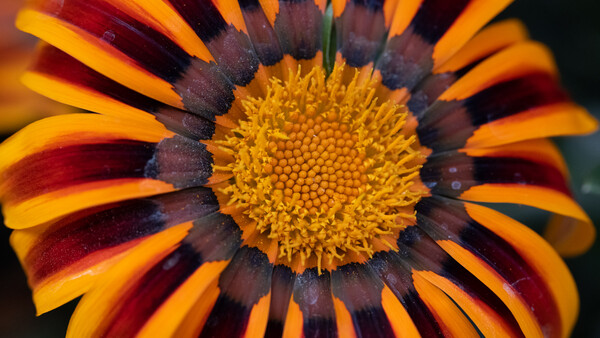 Close-up macro photograph of a gazania flower with bold yellow and deep red striped petals radiating from a golden textured disk center.