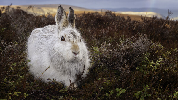 White rabbit with upright ears sitting among low scrubland vegetation in an open landscape.