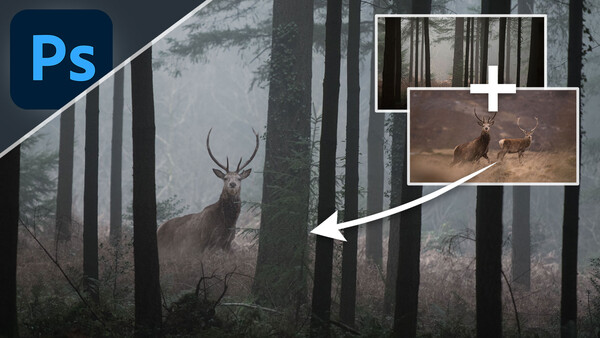 Deer with antlers standing among tall forest trees in misty conditions.