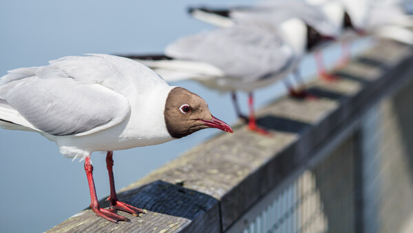 White seabird with brown head and red legs perched on wooden pier railing, with blurred boats in background.