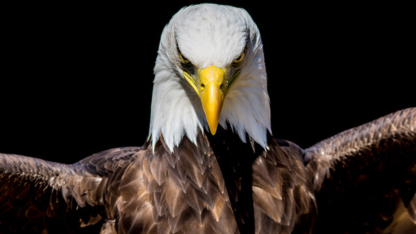 Bald eagle with wings spread against black background, head facing forward with yellow beak and intense gaze.