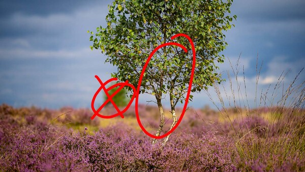 Red neon line drawing overlaid on a field of purple heather with a solitary tree.