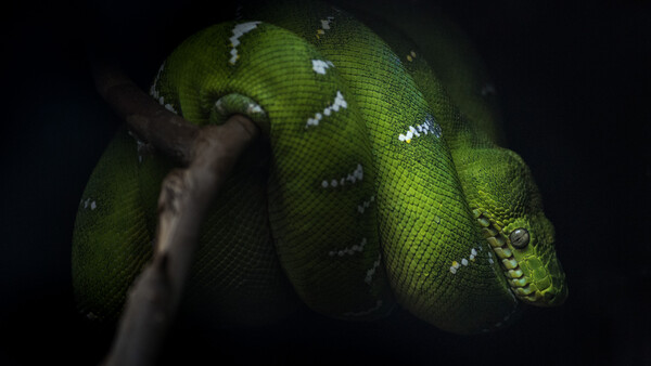 Coiled green python with white heat-sensing pits along its body, wrapped around a human hand against a dark background.