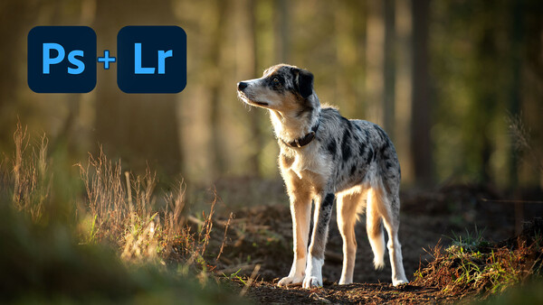 Mixed-breed dog standing in a forest clearing with golden sunlight filtering through trees behind it.