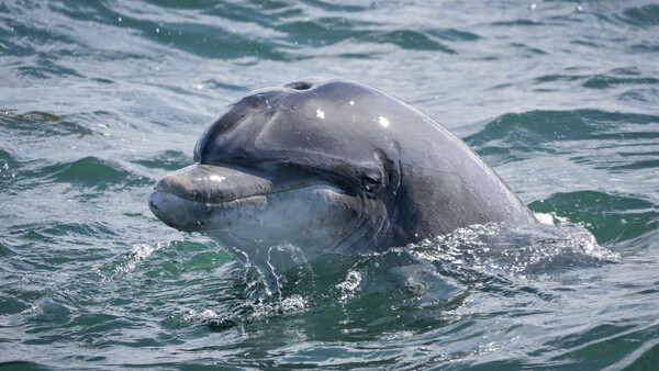 Dolphin surfaces in turquoise ocean water, mouth open showing teeth.