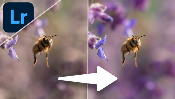 Screenshot comparing before and after Lightroom editing of a bee on purple flowers.