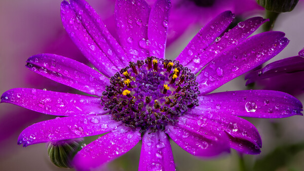Magenta daisy-like flower covered in water droplets, radiating petals around dark center.