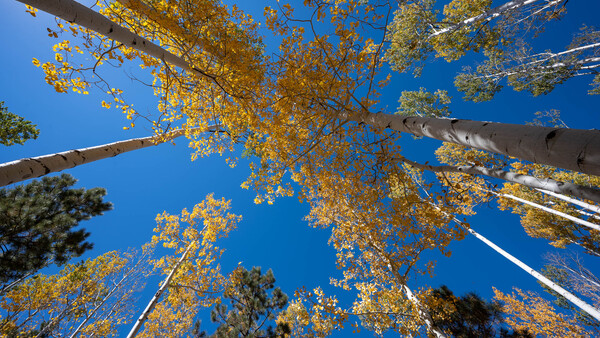 Upward view of tall aspen trees with golden autumn foliage against a clear blue sky.