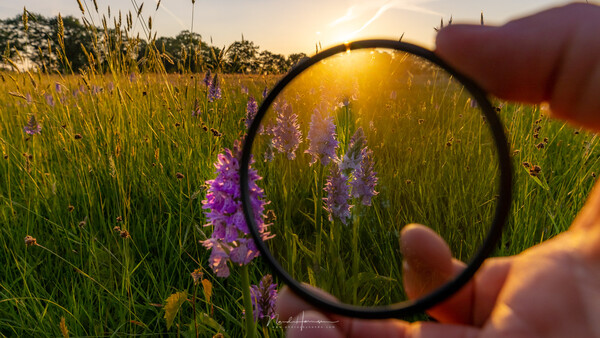 Hand holding a magnifying glass focused on purple flowers in a sunlit meadow.