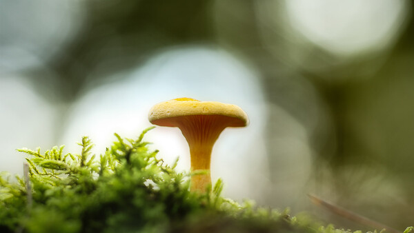 Tiny golden mushroom emerging from vibrant green moss with blurred bokeh background.