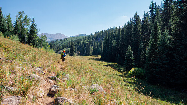 Hiker with backpack descending a grassy slope toward a forested valley surrounded by coniferous trees.