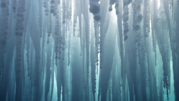 Frozen icicles hanging vertically from above, creating a dense pattern of ice formations backlit by soft, diffused light.