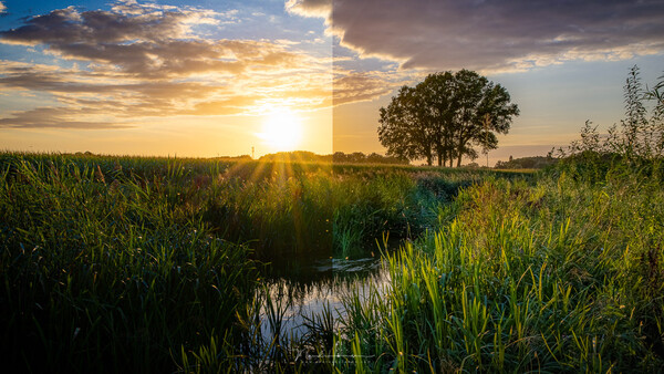 Rural landscape at golden hour with a stream running through marshland, flanked by corn fields and a distant tree line.