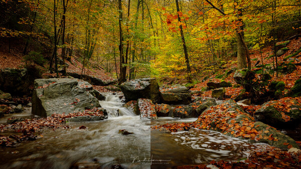 A flowing stream winds through a autumn forest with golden foliage and moss-covered rocks.